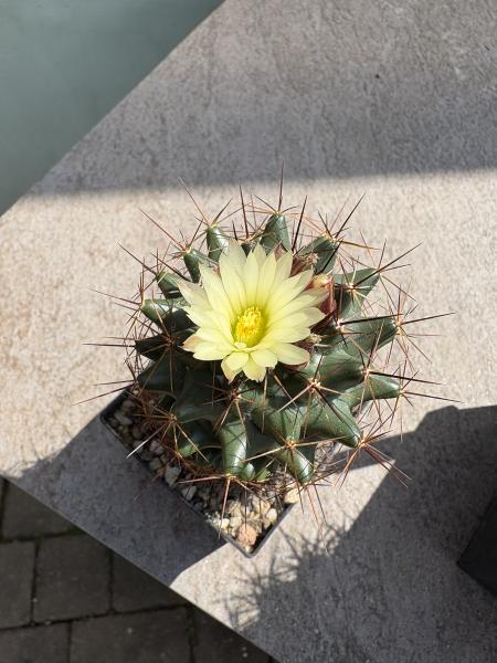 Coryphantha tulensis